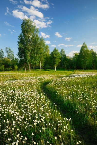 Природа во Владимире летом