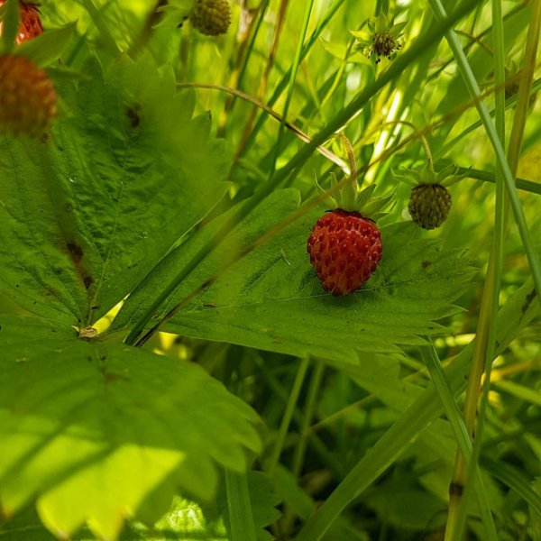 Фото сзания днем