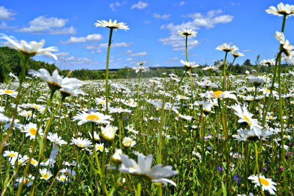 Ромашки спрятались