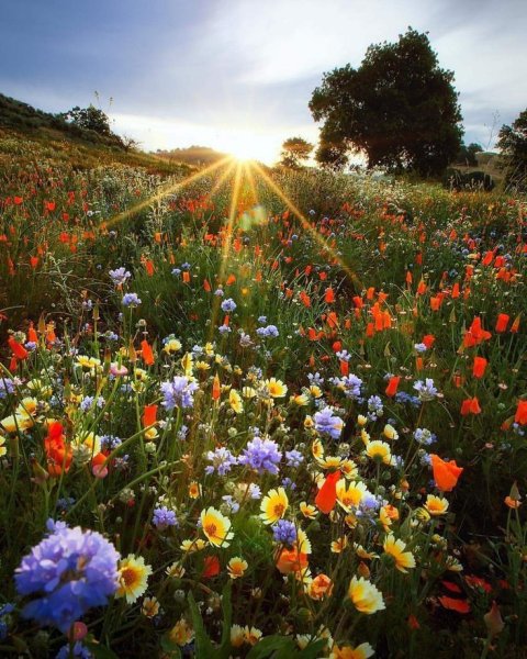 Луговые цветы