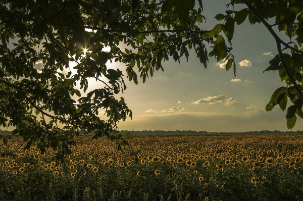 Краснодарский край Кубань природа