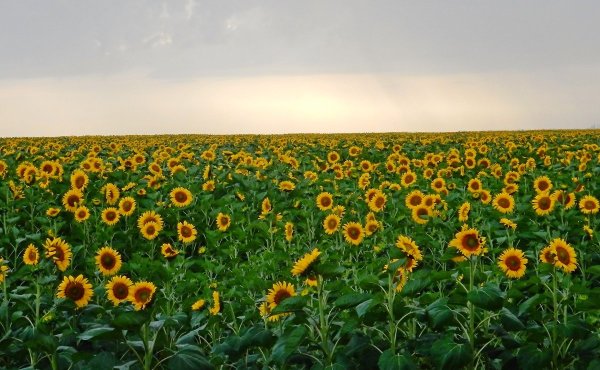 Поле подсолнухов Кубань