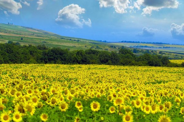 Климатrjynbytynfkmysq Краснодарского края