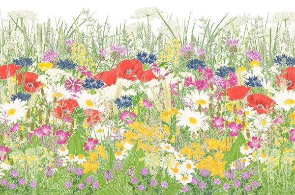 Полянка с тропинкой