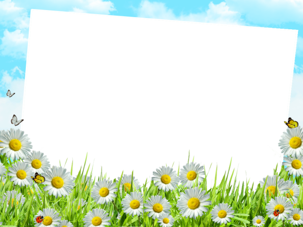 Рамка ромашки