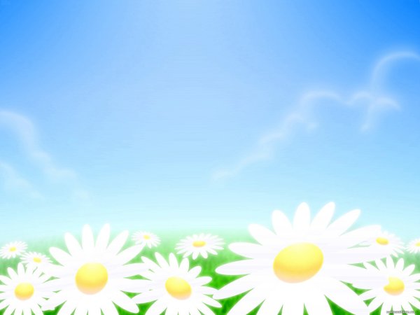 Фон ромашки