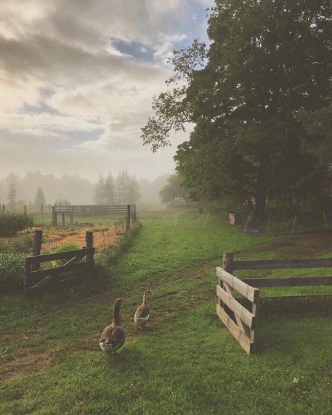 Ночная деревня летом