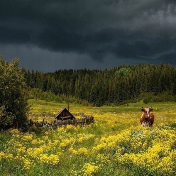 Утро в деревне