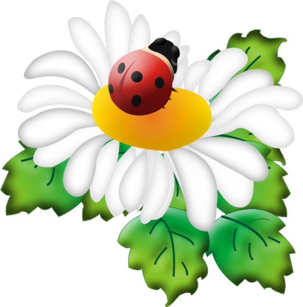 Летние цветы на прозрачном фоне