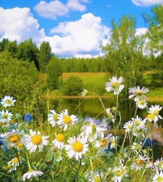 Красивые пейзажи с ромашками