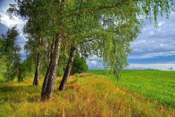 Половина лета картинки
