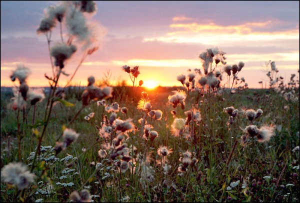 Букет разнотравья в дымке