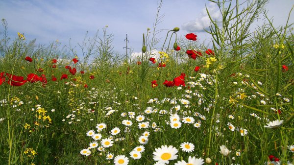 Лето Ах лето