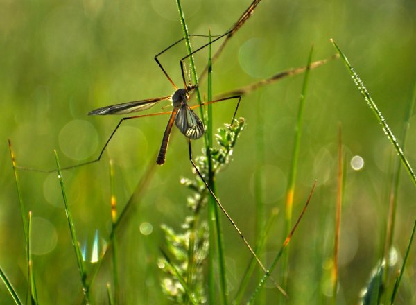 Лето комары да мухи