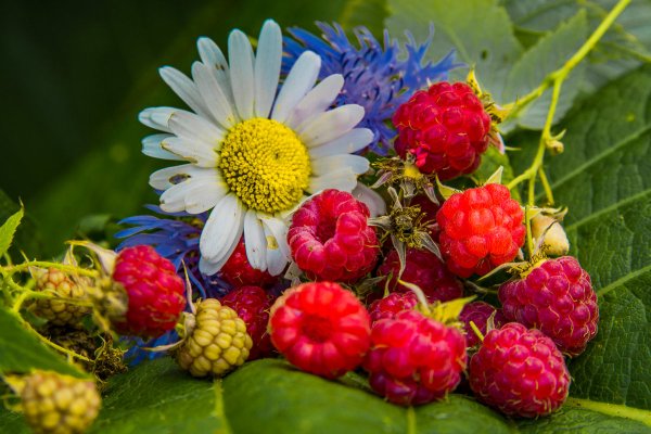 Стихи Пушкина о лете