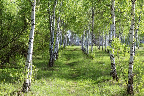 Березовая роща Рязань