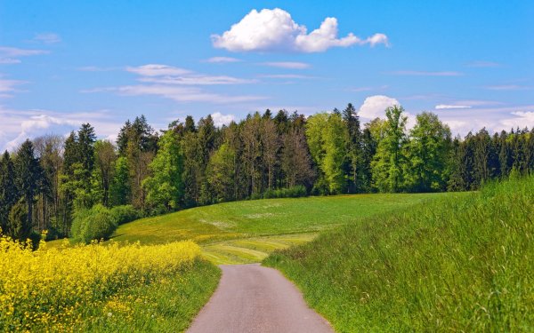 Сурские просторы поля лес дорога