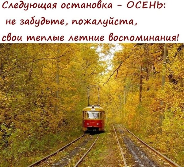 Трамвай в лесу