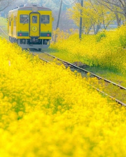 Велосипед с полевыми цветами