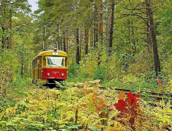 Заяц в трамвае