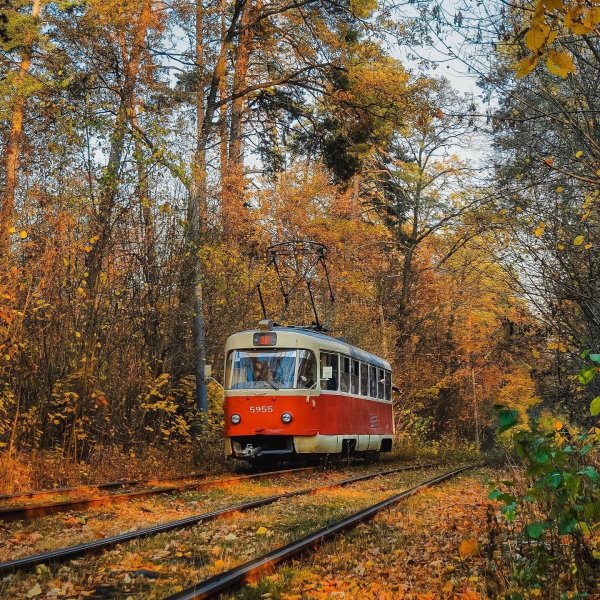 Доброе утро с полевыми цветами и пожеланиями