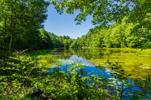 Летняя природа