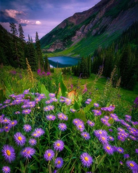 Летняя природа