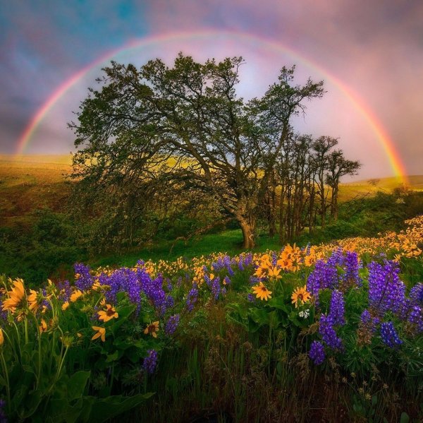 Летняя природа