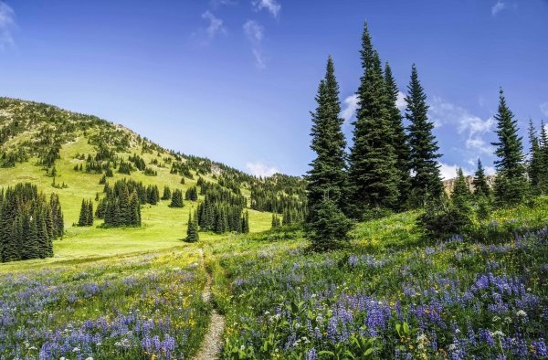 Грин Гарден дерево