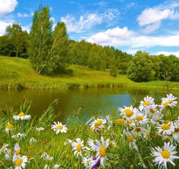 Летний пейзаж ромашки