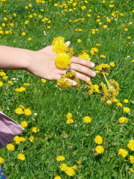 Одуванчик в руке