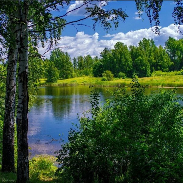 Речка в лесу