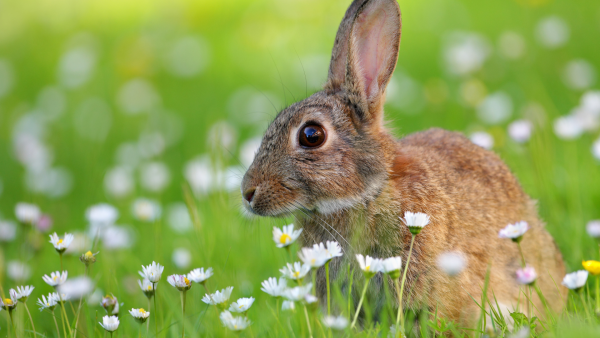 Животные на лугу