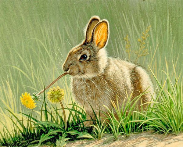 Художник - анималист Paul Krapf