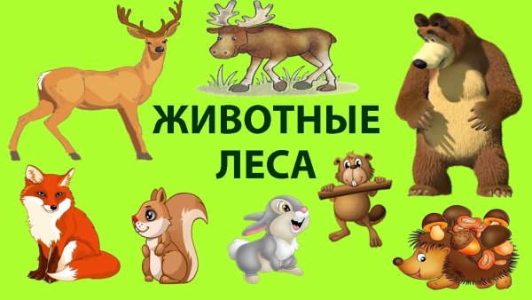Дикие животные для детей
