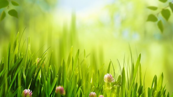 Красивый летний фон