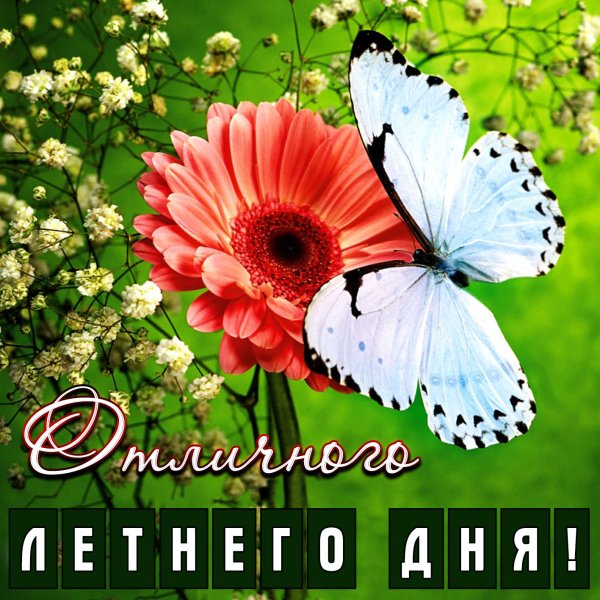 Красивые полевые цветы и ягоды