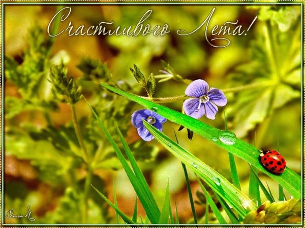 Чудесного летнего дня