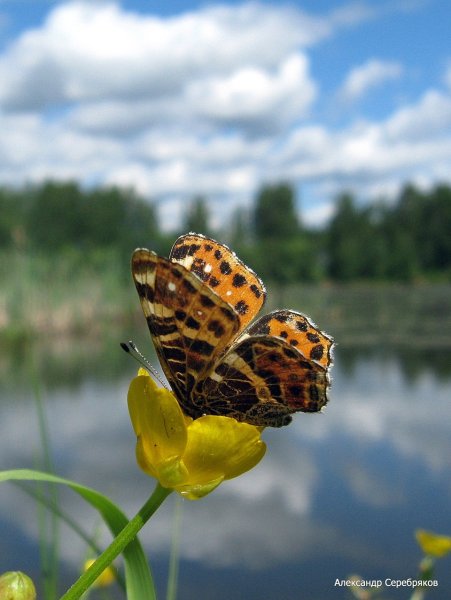 Лето природа