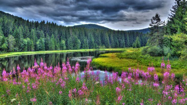 Лето река цветы