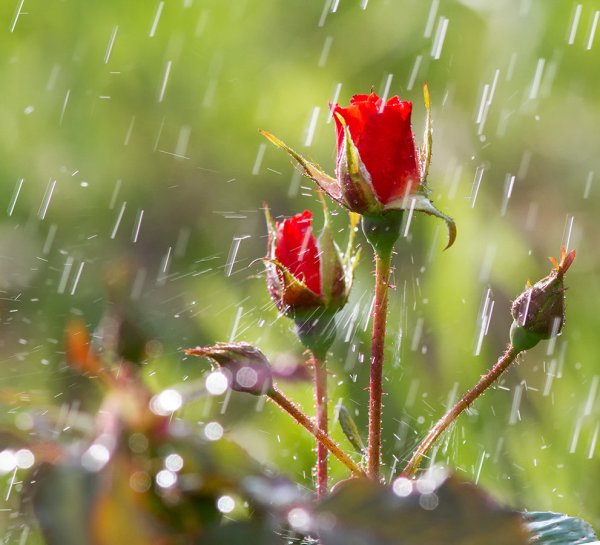 Дождливое лето