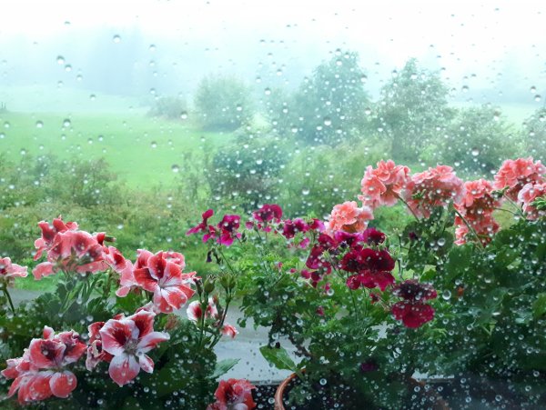 Летний дождь