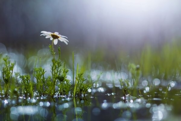 Дождь в городе