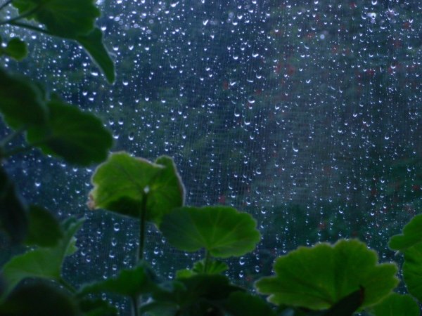 Лето дождь цветы