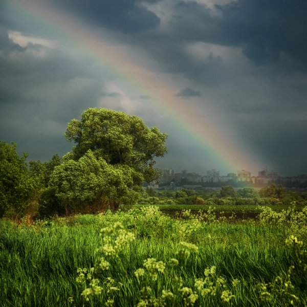 Растения под дождем