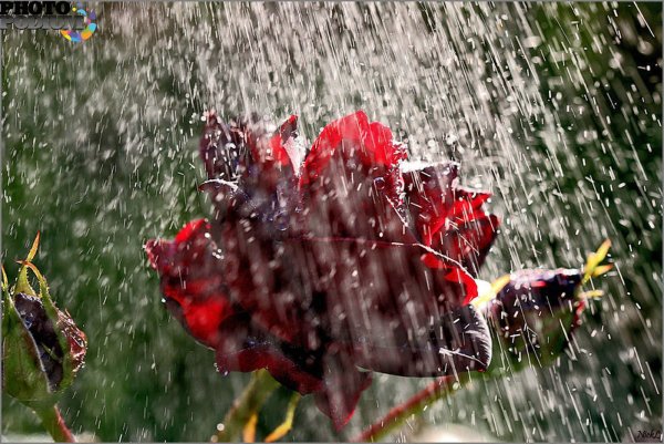 Природа дождь