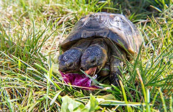 Кумберлендская черепаха