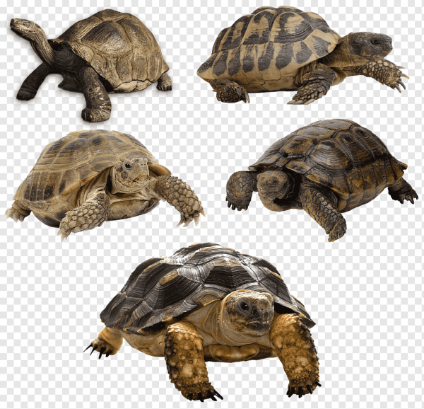 Террапин черепаха