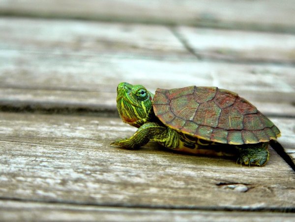 Черепашонок Сесил