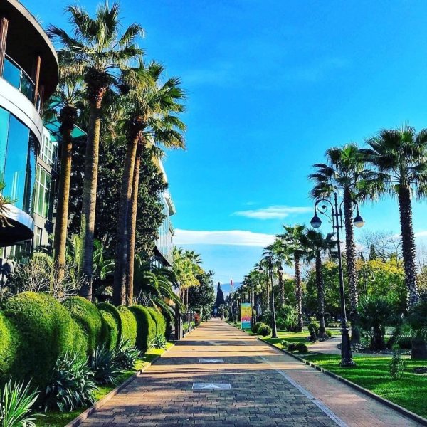 Пальмы Имеретинский курорт